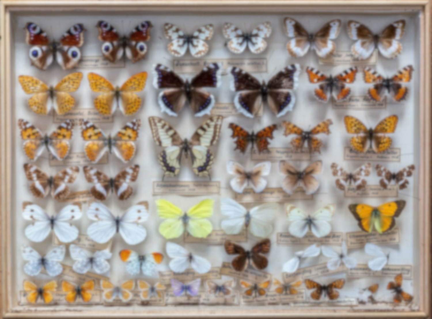 Foto: Schaukasten mit nebeneinander aufgereihten Schmetterlingen.